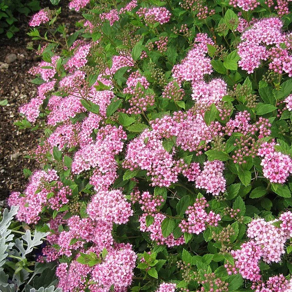 Спирея японская Литтл Принцесс (Spiraea japonica 