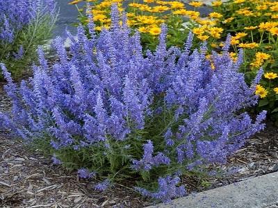 Перовския лебедолистная Лэйси Блю (Perovskia atriplicifolia ‘Lacey Blue’ PBR)