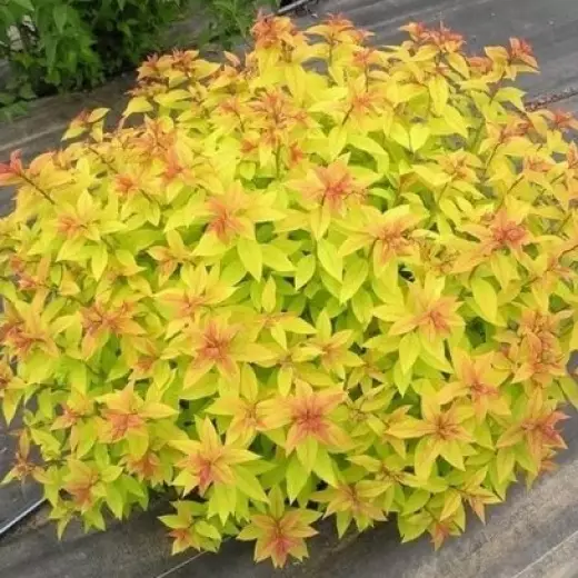 Спирея японская Голден Принцесс (Spiraea japonica 