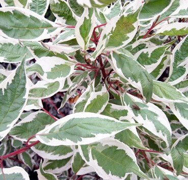 Дерен белый Элегантиссима (Cornus alba ‘Elegantissima’)