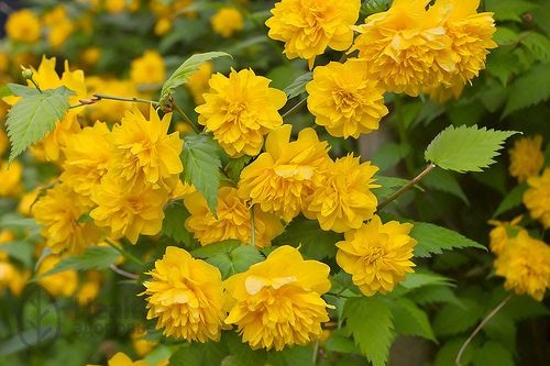 Ке‌ррия японская (Kerria japonica)