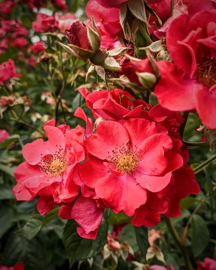 Роза китайская Сангвинея (Rosa chinensis Sanguinea)