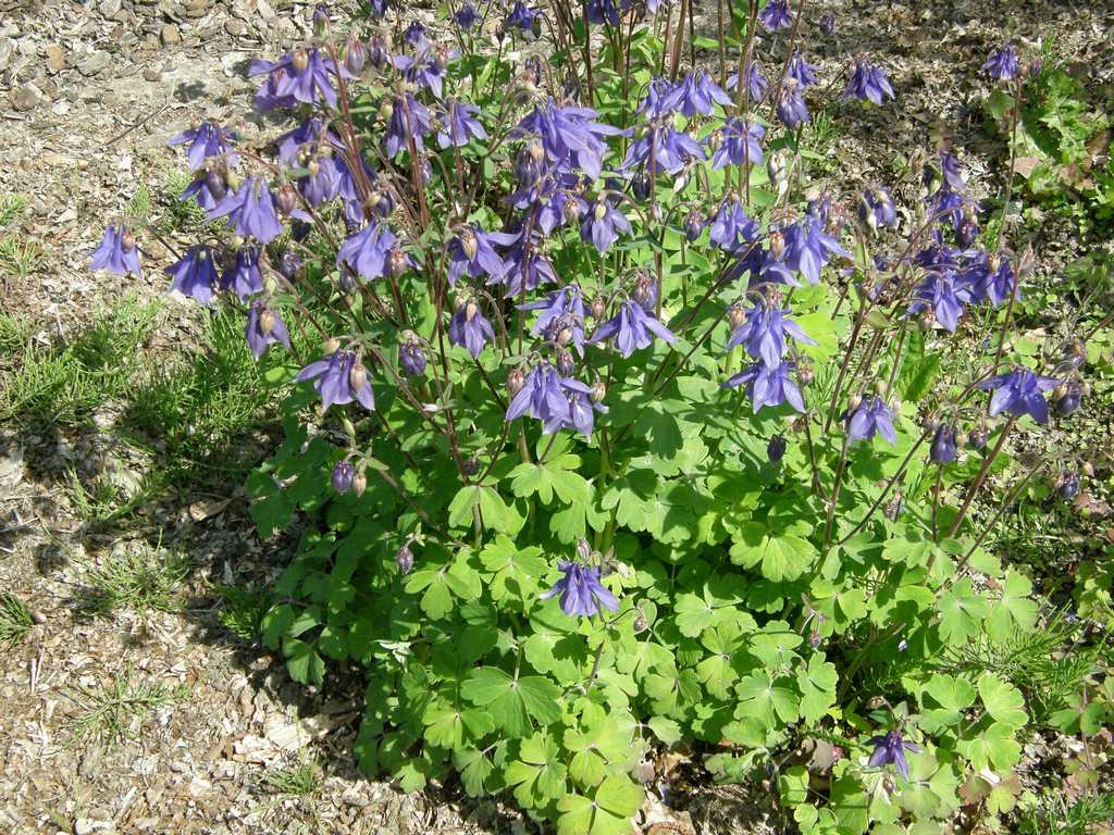 Водосбор обыкновенный (Aquilégia vulgaris)