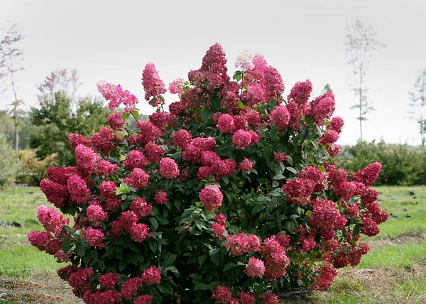 Гортензия метельчатая Вимс Ред (Hydrangea pan. ‘Wim’s Red’®)