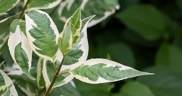 Дерен белый Айвори Хало (Cornus alba ‘Ivory Halo’®)