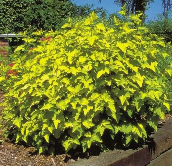 Пузыреплодник калинолистный Лютеус (Physocarpus opulif. 