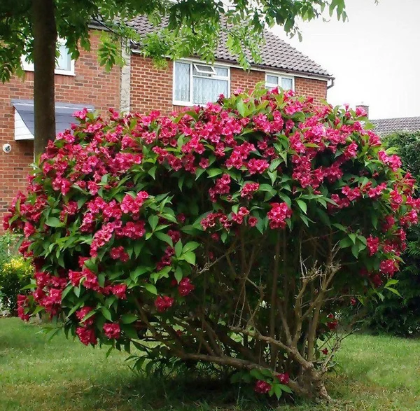 Вейгела Бристол Руби (Weigela ‘Bristol Ruby’)
