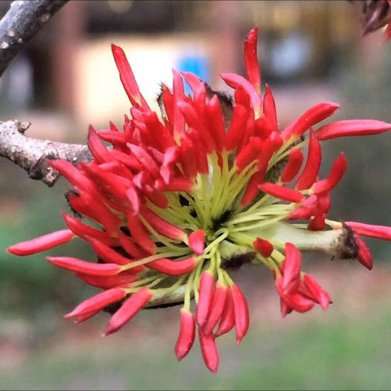 Парротия персидская Персиан Спаер (Parrotia persica 'Persian Spire' PBR)
