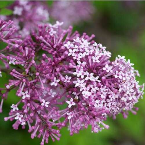 Сирень Мейера Флауэрфест Пурпл (Syringa meyeri ‘Flowerfesta’® PurplePBR)