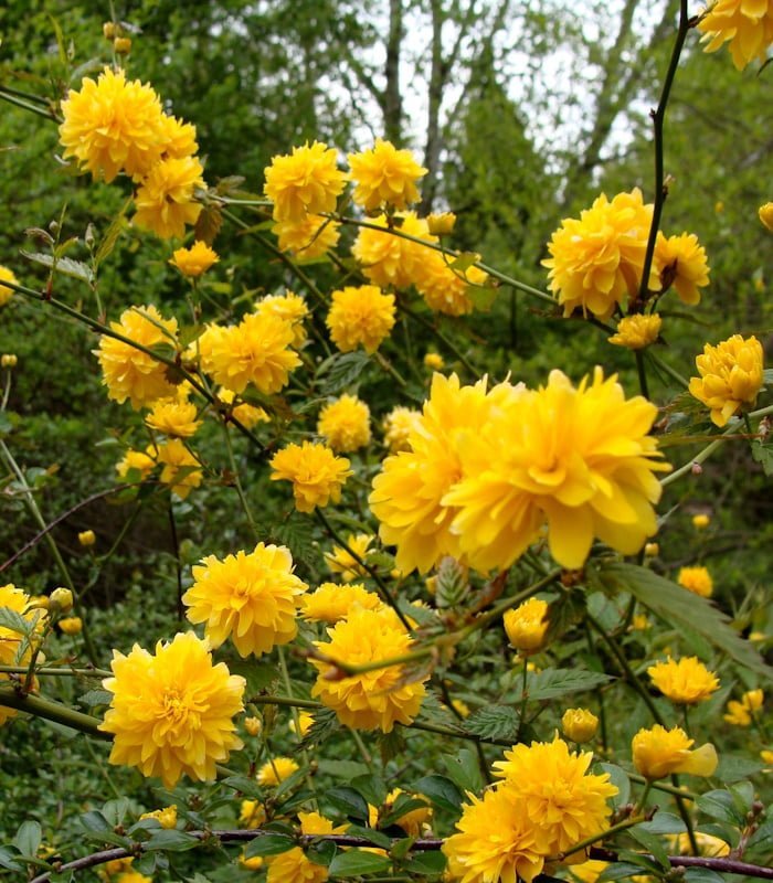 Ке‌ррия японская (Kerria japonica)