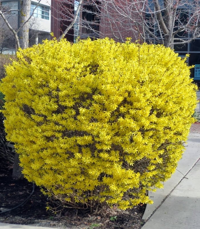 Форзиция средняя Малух (Forsythia int. 'Maluch')