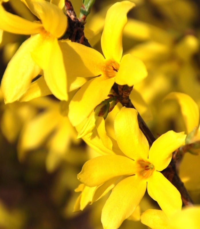 Форзиция средняя Малух (Forsythia int. 'Maluch')