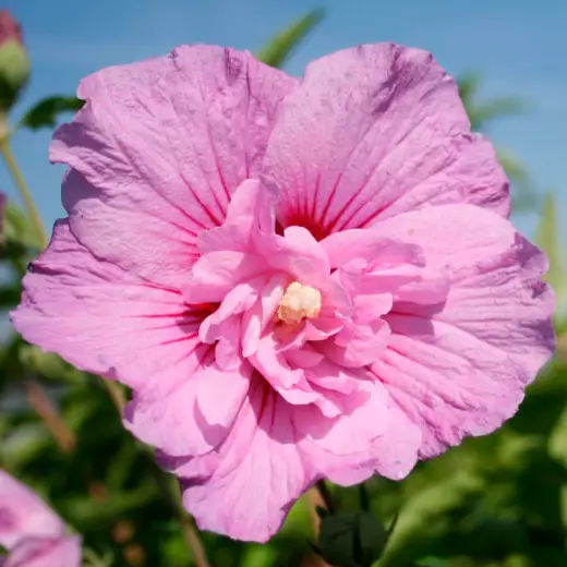 Гибискус сирийский Лавендер Шиффон (Hibiscus syr. ‘Lavender Chiffon’ PBR)
