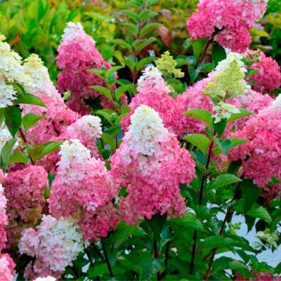 Гортензия метельчатая Фрайз Мельба (Hydrangea pan. ‘Fraise Melba’PBR)