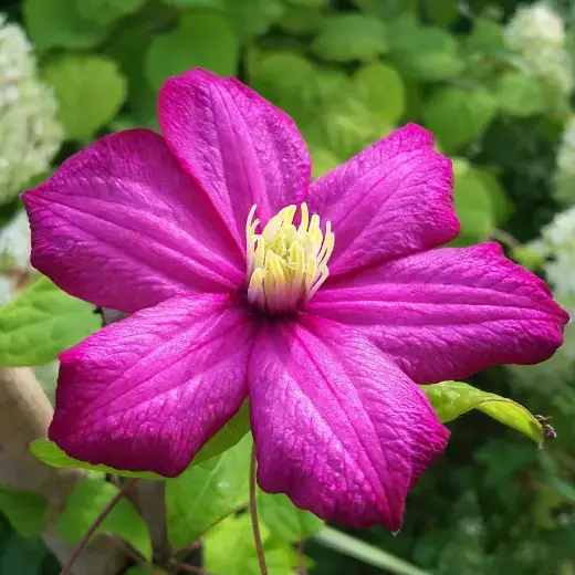 Клематис Вилль де Лион (Clematis ‘Ville de Lyon’)