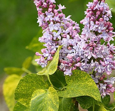 Сирень обыкновенная Аукубафолия (Syringa vulgaris 'Aucubaefolia')