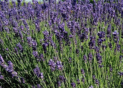 Лаванда узколистная (Lavandula angustifolia)