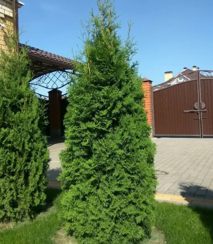 Туя западная Колумна 