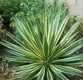Юкка Брайт Едж (Вариегата) (Yucca filamentosa 'Bright Edge')