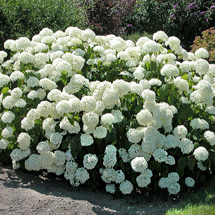 Гортензия древовидная Анабель (Hydrangea arb. ‘Annabelle’)