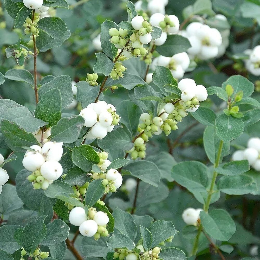 Снежноягодник белый (Symphoricarpos albus)