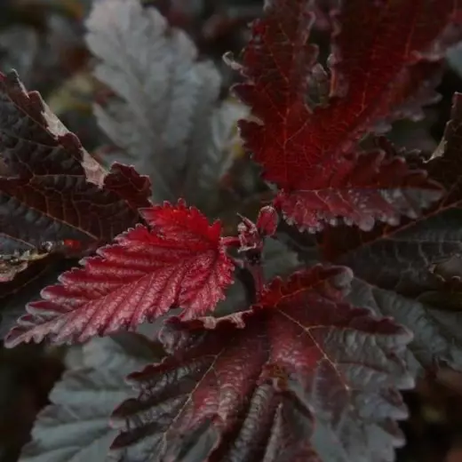 Пузыреплодник калинолистный Ред Барон (Physocarpus opulif. 