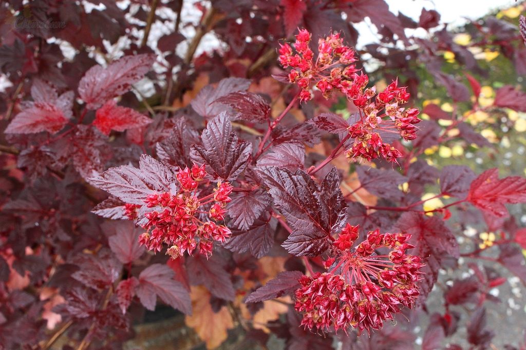 Пираканта Оранж Глоу (Pyracantha ‘Orange Glow’)