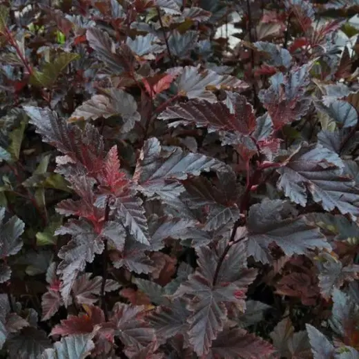 Пузыреплодник калинолистный Ред Барон (Physocarpus opulif. 