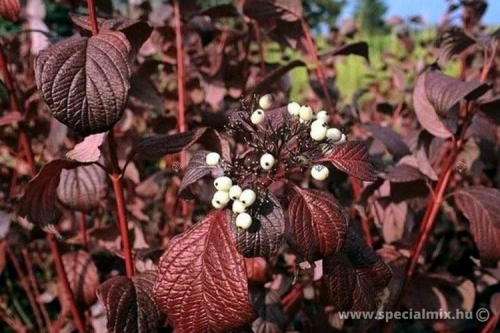 Дерен белый Сибириан Перл (Cornus alba ‘Siberian Pearls’)