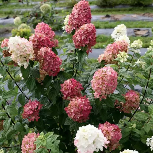 Гортензия метельчатая Мэджикал Кэндл (Hydrangea pan. ‘Magical Candle’®)
