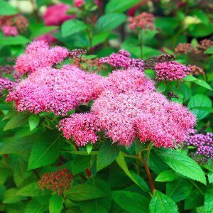 Спирея японская низкая (Spiraea japonica)