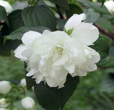 Чубушник гибридный Дам Бланш (Philadelphus ‘Dame Blanche’)