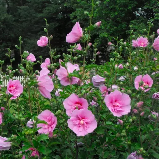 Гибискус сирийский Лавендер Шиффон (Hibiscus syr. ‘Lavender Chiffon’ PBR)