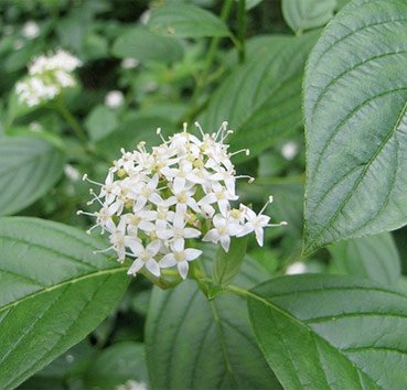 Дерен белый (Cornus alba)