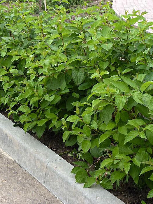 Дерен белый (Cornus alba)
