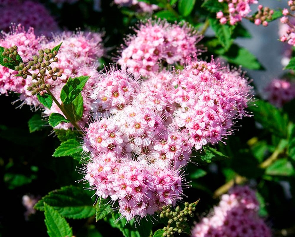 Спирея японская Литтл Принцесс (Spiraea japonica 