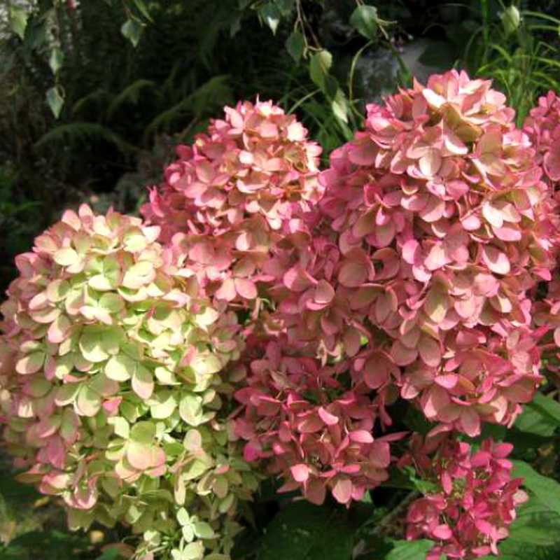 Гортензия метельчатая Мэджикал Кэндл (Hydrangea pan. ‘Magical Candle’®)
