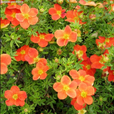 Лапчатка кустарниковая Мариан Ред Робин (Potentilla fruticosa ‘Marian Red Robin’®)