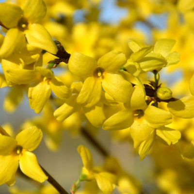 Форзиция средняя Уикенд (Forsythia int. ‘Weekend’)