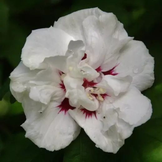 Гибискус сирийский Леди Стенли (Hibiscus syr. ‘Lady Stanley’)