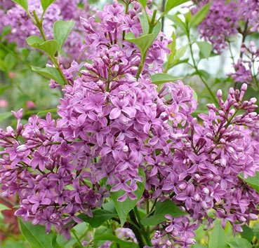 Сирень китайская Саугеана (Syringa chinensis 'Saugeana')