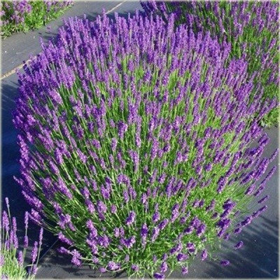 Лаванда узколистная Хидкот (Lavandula angustifolia ‘Hidcote’)