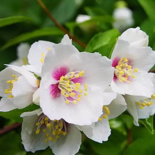 Чубушник гибридный Бель Этуаль (Philadelphus ‘Belle Etoile’)