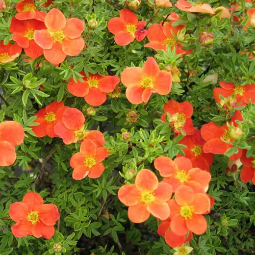 Лапчатка кустарниковая Хоплейс Оранж (Potentilla fruticosa ‘Hopley’s Orange’)