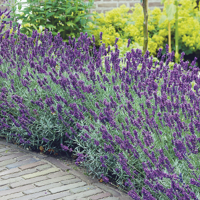 Лаванда узколистная Хидкот (Lavandula angustifolia ‘Hidcote’)