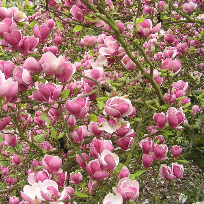 Магнолия Суланжа (Magnolia soulangeana)