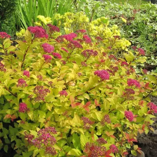 Спирея японская Голден Принцесс (Spiraea japonica 