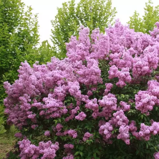 Сирень китайская Саугеана (Syringa chinensis 'Saugeana')