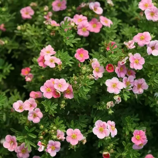 Лапчатка кустарниковая Гламур Гёрл (Potentilla fruticosa ‘Glamour Girl’®)