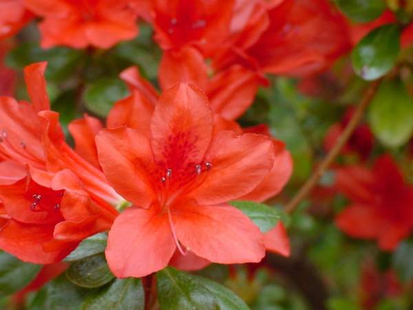 Рододендрон (азалия) японский Эдди Вери (Rhododendron (AJ) ‘Addy Wery’)
